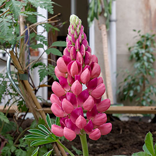 Lupin, Red